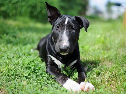 Részletes leírás A Bull Terrier kutyafajta fotókkal és videó