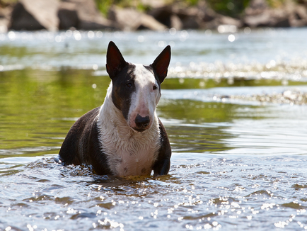Részletes leírás A Bull Terrier kutyafajta fotókkal és videó