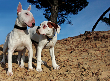 Részletes leírás A Bull Terrier kutyafajta fotókkal és videó