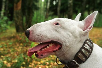 Részletes leírás A Bull Terrier kutyafajta fotókkal és videó