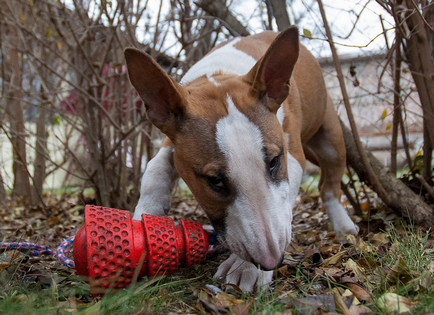 Részletes leírás A Bull Terrier kutyafajta fotókkal és videó