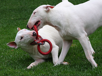 Részletes leírás A Bull Terrier kutyafajta fotókkal és videó