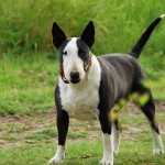 Bull Terrier ellátás, betegség és a képzés, a karakter és az ár