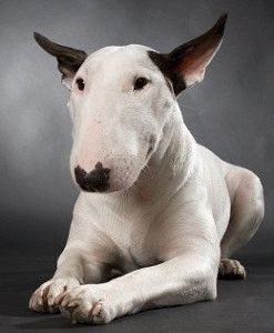 Bull Terrier Fajtajegyei