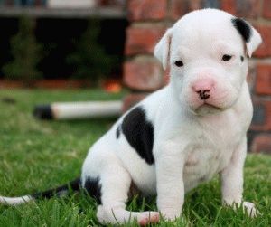 Bull Terrier Fajtajegyei