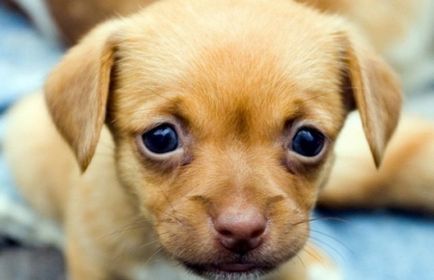 Mit és hogyan mérgezik kutyák doghantery