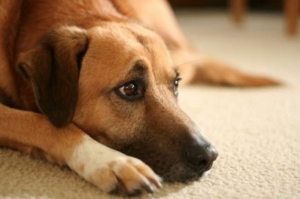 Mit és hogyan mérgezik kutyák doghantery
