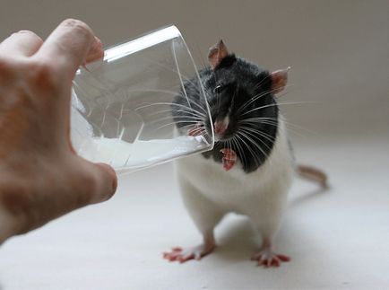 Mi a takarmány egy kisállat patkány