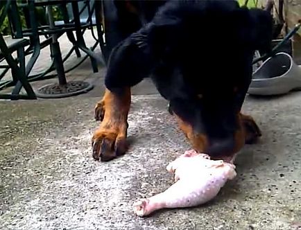 Mi a takarmány egy rottweiler, hogyan kell etetni a Rottweiler (fotó)