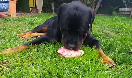 Mi a takarmány egy rottweiler, hogyan kell etetni a Rottweiler (fotó)