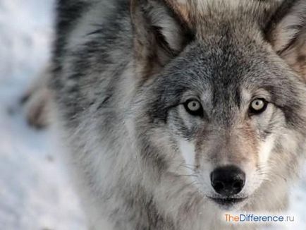 Mi különbözteti meg a nyulat a farkas