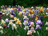 A takarmány íriszek tavaszi kerti virágok (tanya)