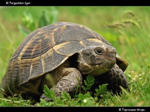 Turtle otthon - állatorvost értesíteni