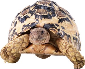 Turtle otthon - állatorvost értesíteni