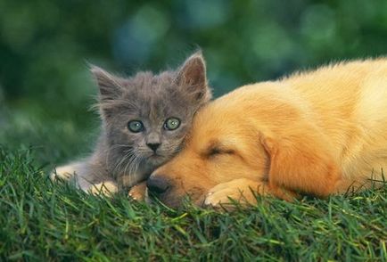 Lencséjén keresztül gyönyörű képeket kiscicák és kiskutyák együtt