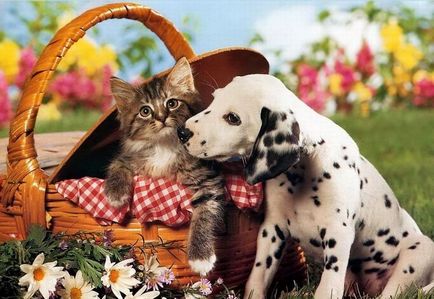 Lencséjén keresztül gyönyörű képeket kiscicák és kiskutyák együtt