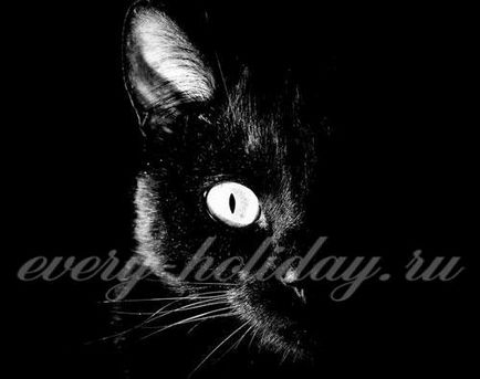 Fekete macska jelek