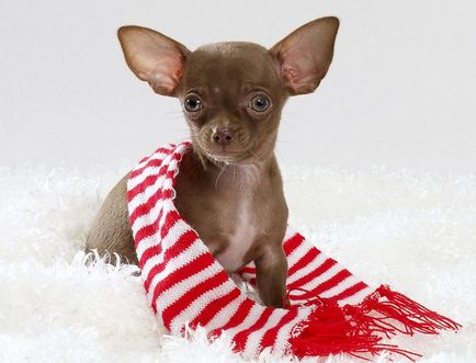 Chihuahua kis rabló
