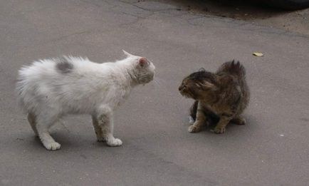Mi a teendő, ha egy macska harcot egymással