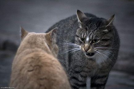 Mi a teendő, ha egy macska harcot egymással