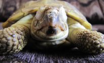 Mi van, ha a teknős shell repedt, mint egy élvezet