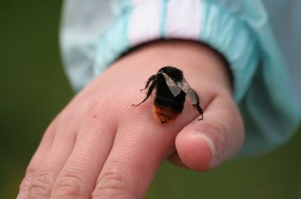 Mi a teendő, ha megharapott egy méh, mint feldolgozni és kezelni a harapás, elsősegély, hatásait fotó