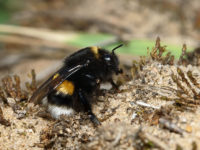 Mi a teendő, ha megharapott egy méh, mint feldolgozni és kezelni a harapás, elsősegély, hatásait fotó