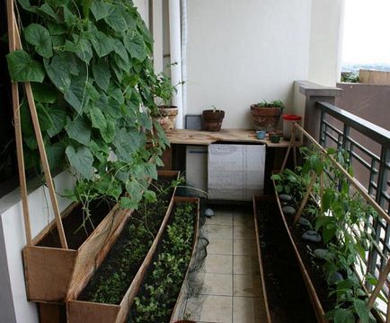 Mi lehet termeszteni az erkélyen télen, nyáron