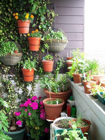 Mi lehet termeszteni az erkélyen télen, nyáron