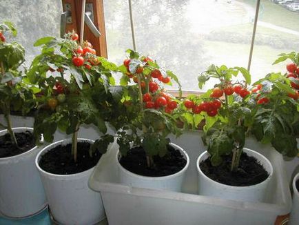 Hogy nőnek az erkélyen akkor ültess növényeket, magvakat, téli, nyári, uborka, paradicsom, mi