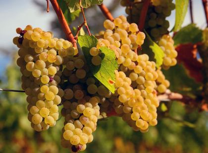 Mi a szőlőfajta Chardonnay (chardonnay), a blog amatőr bor (szőlő) Mi a szőlőfajta Chardonnay (chardonnay), amatőr bor blog