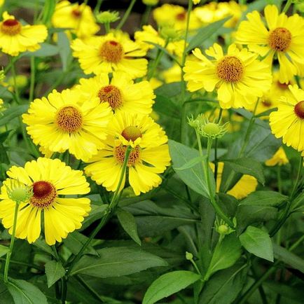 Flowers fotó helenium, telepítése és gondozása növekvő magról