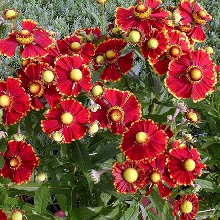 Flowers fotó helenium, telepítése és gondozása növekvő magról