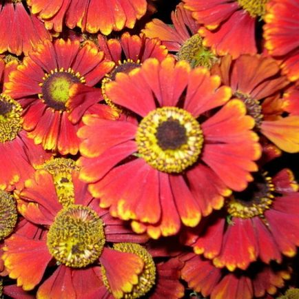 Flowers fotó helenium, telepítése és gondozása növekvő magról