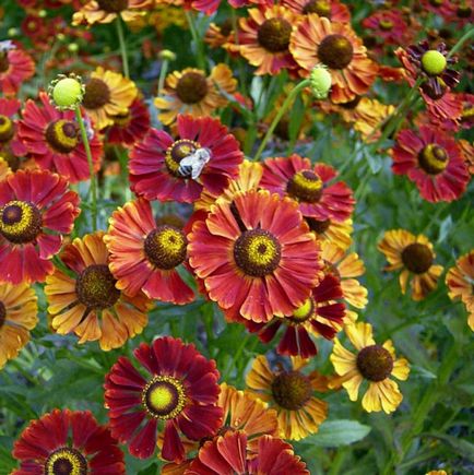 Flowers fotó helenium, telepítése és gondozása növekvő magról