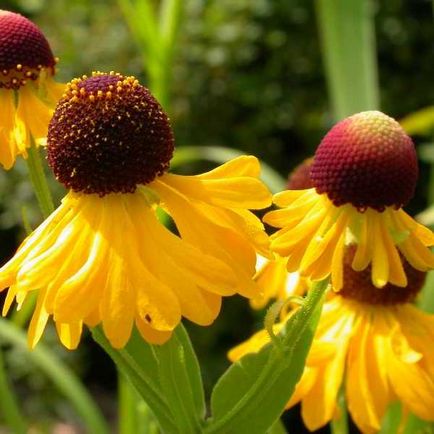 Flowers fotó helenium, telepítése és gondozása növekvő magról