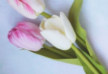 Virágok foamirana mester-osztály gyártása és mikron, kis kezével, és videó a területen