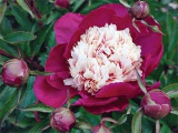 Hortenzia virág - ültetés és gondozás, hortenzia fotó, termesztés és kerti hortenzia paniculata