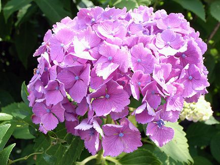 Hortenzia virág - ültetés és gondozás, hortenzia fotó, termesztés és kerti hortenzia paniculata (telelő) Hortenzia virág - ültetés és gondozás, hortenzia fotó, termesztés és kerti hortenzia paniculata