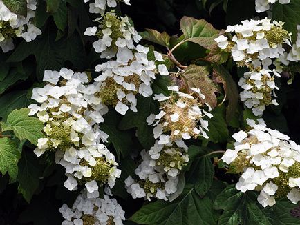 Hortenzia virág - ültetés és gondozás, hortenzia fotó, termesztés és kerti hortenzia paniculata