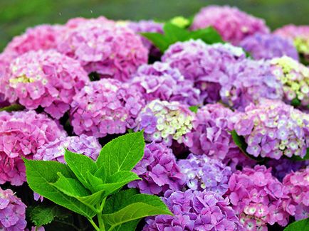 Hortenzia virág - ültetés és gondozás, hortenzia fotó, termesztés és kerti hortenzia paniculata