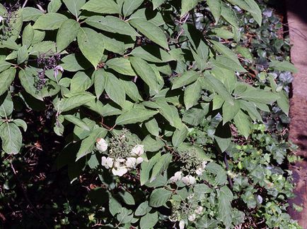 Hortenzia virág - ültetés és gondozás, hortenzia fotó, termesztés és kerti hortenzia paniculata (reprodukció) Hortenzia virág - ültetés és gondozás, hortenzia fotó, termesztés és kerti hortenzia paniculata