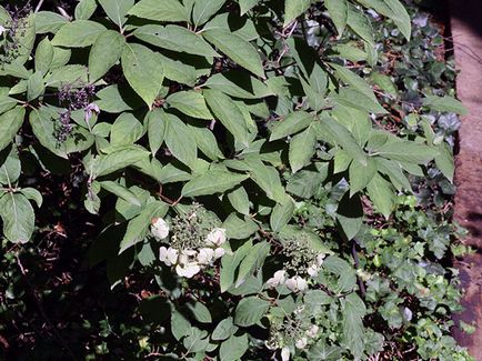 Hortenzia virág - ültetés és gondozás, hortenzia fotó, termesztés és kerti hortenzia paniculata