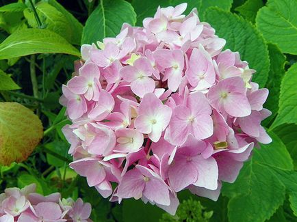 Hortenzia virág - ültetés és gondozás, hortenzia fotó, termesztés és kerti hortenzia paniculata (növekvő) Hortenzia virág - ültetés és gondozás, hortenzia fotó, termesztés és kerti hortenzia paniculata