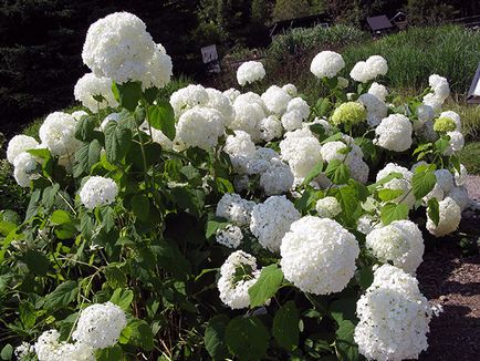 Hortenzia virág - ültetés és gondozás, hortenzia fotó, termesztés és kerti hortenzia paniculata (öltözködés) Hortenzia virág - ültetés és gondozás, hortenzia fotó, termesztés és kerti hortenzia paniculata