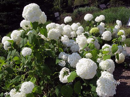 Hortenzia virág - ültetés és gondozás, hortenzia fotó, termesztés és kerti hortenzia paniculata