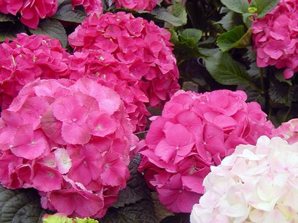 Hortenzia virág - ültetés és gondozás, hortenzia fotó, termesztés és kerti hortenzia paniculata (tél) Hortenzia virág - ültetés és gondozás, hortenzia fotó, termesztés és kerti hortenzia paniculata