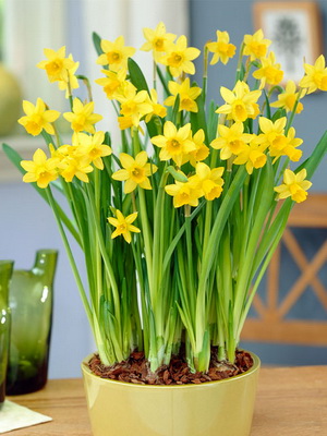 Virág nárcisz Photo fajták ültetése és gondozása nárciszok tavasszal a nyílt terepen