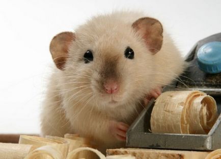 Dekoratív patkányok - kezelés és karbantartás az otthoni