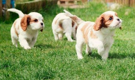Miniatűr kutyafajták fotó nevekkel